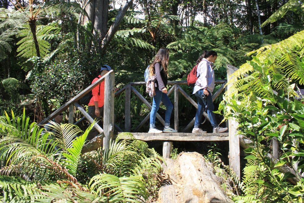 Senderos dentro del jardín